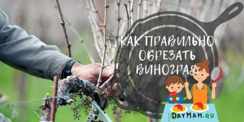 Oříznutí hroznů na podzim pro začátečníky